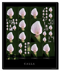 Calla