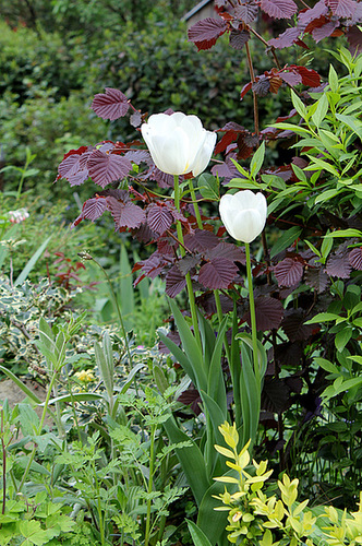 Tulipes blanches
