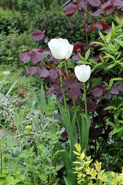 Tulipes blanches