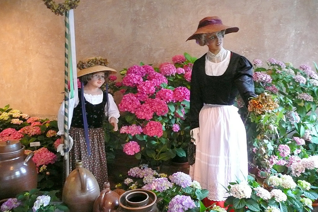 Größte Hortensienschau Deutschlands im Barockschloß Zuschendorf