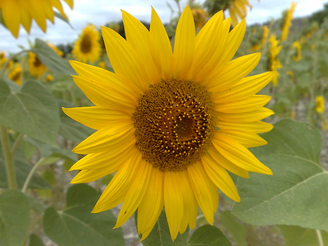 Tournesol