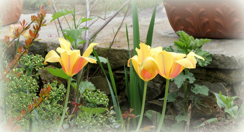 Tulipes 'Blushing Beauty'