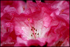 rhododendron