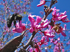 Descanso Gardens Bee (2280A)