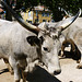 ...ces vaches arrivent de Toscane ,à l'occasion de la Fête de la Transhumance...