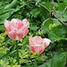 Tulipes flammées roses