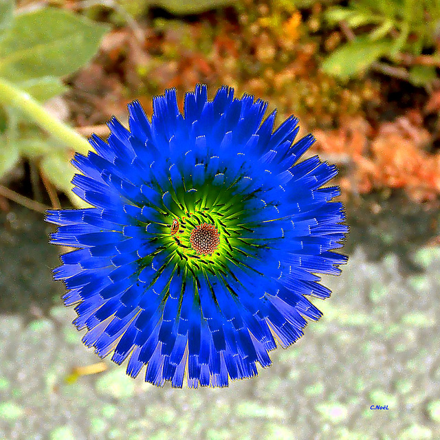 Blue daisy !