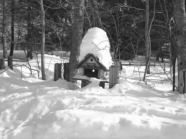 Courrier et oiseaux  / Bird house mailbox -  St-Benoit-du-lac  au Québec. CANADA.  Février 2009  - B & W.