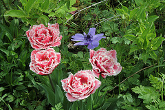 Tulipes frangées doubles