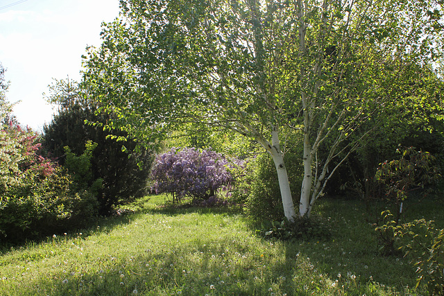 Clairière - Vue sur une autre Glycine-Betula utilis 'Jacquemonti'