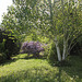 Clairière - Vue sur une autre Glycine-Betula utilis 'Jacquemonti'