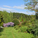 Une allée - Vue sur une Glycine