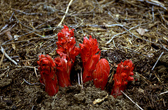 Fire Red - Sarcodes sanguinea