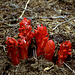 Fire Red - Sarcodes sanguinea