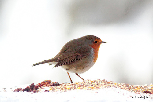 Cock Robin 5223821775 o