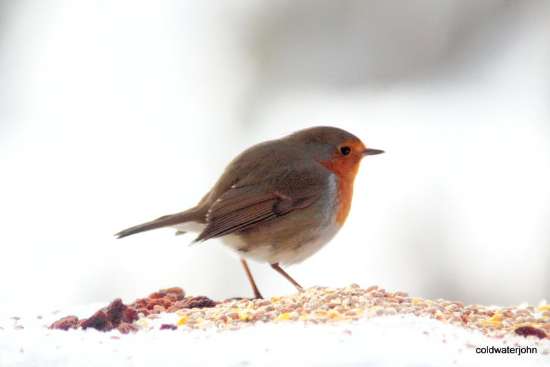 Cock Robin 5223821775 o