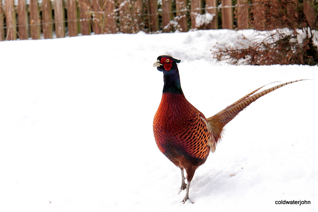 Cock Pheasant in snow 5239198094 o