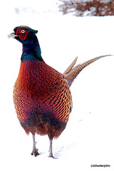 Cock Pheasant in snow 5239198548 o