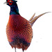 Cock Pheasant in snow 5239198548 o