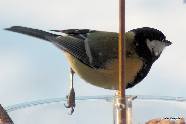 Coaltit 5270888727 o