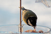 Coaltit 5271498082 o