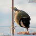 Coaltit 5271498082 o