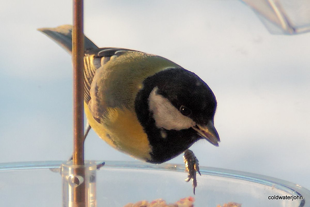 Coaltit 5270889033 o