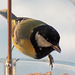 Coaltit 5270889033 o