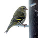 Christmas Eve Visitors 5288115887 o