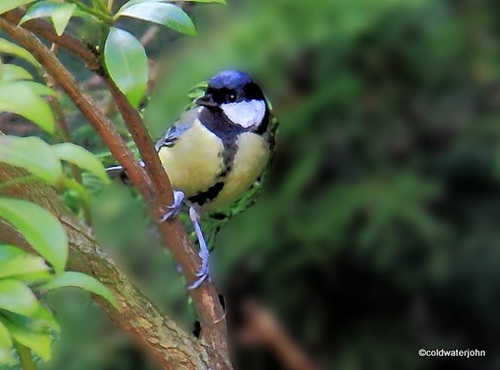 Coaltit waiting for breakfast