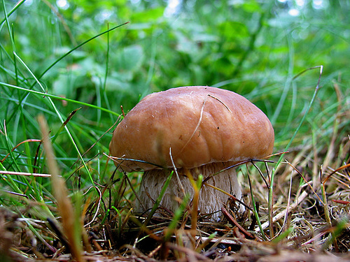 Steinpilz