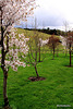 Cherries in bloom