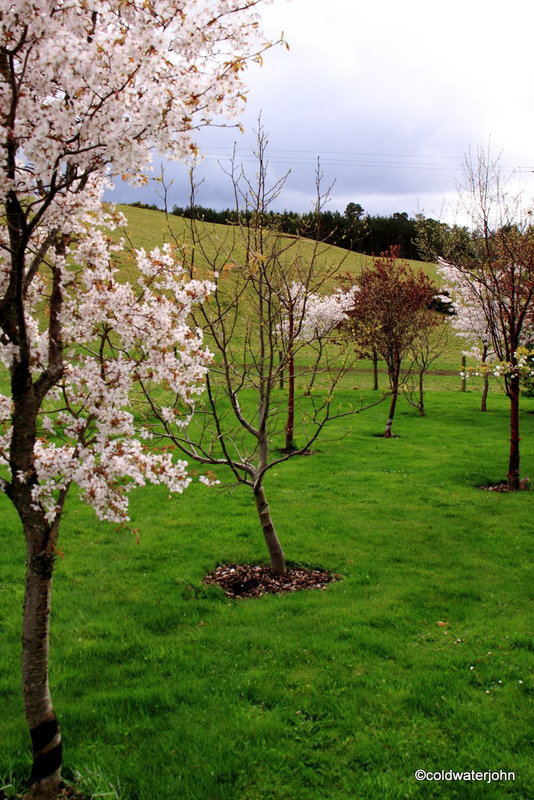 Cherries in bloom