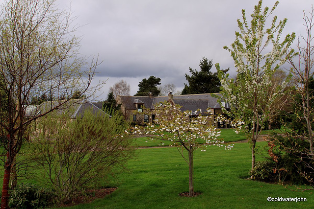 Cherries in bloom