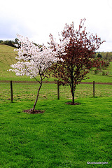 Cherries in bloom in the garden...