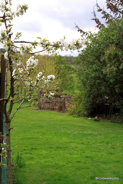 Cherries in bloom