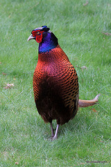 Cock pheasant on the prowl for raisins