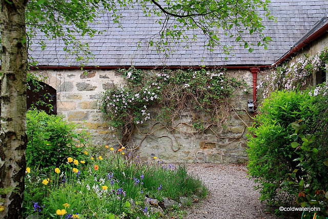 Clematis and poppies