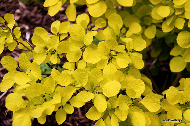 Cotinus Coggyria - Golden Spirit - Smoke Bush