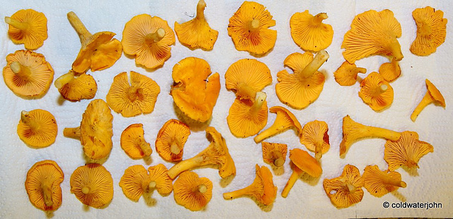 Chanterelles - this morning's breakfast!