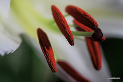 Christmas Lilies - Macro 6559156189 o