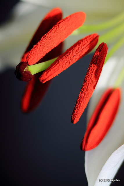 Christmas Lilies - Macro 6559156491 o