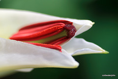 Christmas Lilies - Macro 6559156765 o