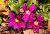 Courtyard Garden flowers in February