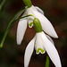 Courtyard Garden flowers in February