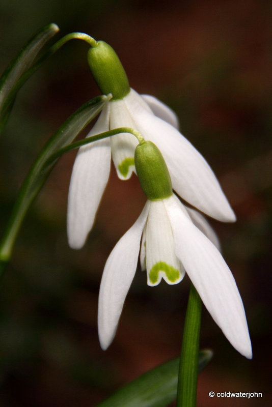 Courtyard Garden flowers in February