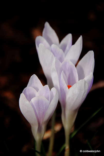 Courtyard Garden flowers in February