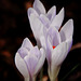 Courtyard Garden flowers in February