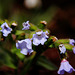 Courtyard Garden flowers in February