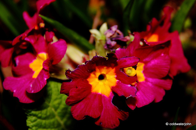 Courtyard Garden flowers in February